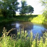 Renaturierung Teich