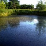 Renaturierung Teich