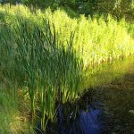 Renaturierung Teich