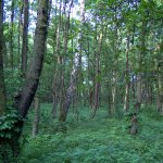 Unsere W&auml;lder