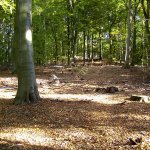 Unsere W&auml;lder