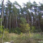 Unsere Wälder