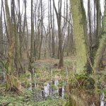 Unsere Wälder