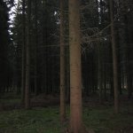 Unsere Wälder