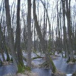Unsere W&auml;lder