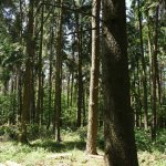 Unsere W&auml;lder