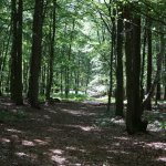 Unsere W&auml;lder
