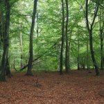 Unsere W&auml;lder